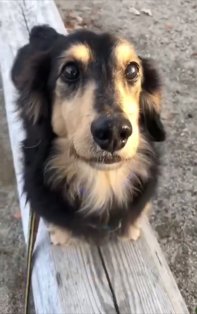 保護犬 かぼす ハッピーにゃるわん