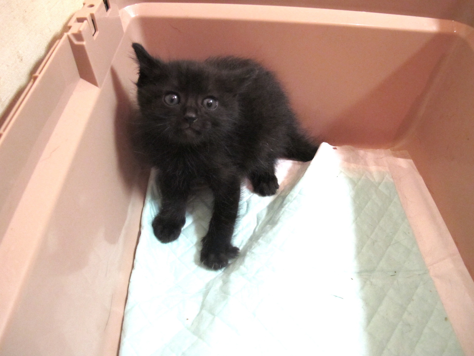 子猫ひろってしまいました ハッピーにゃるわん