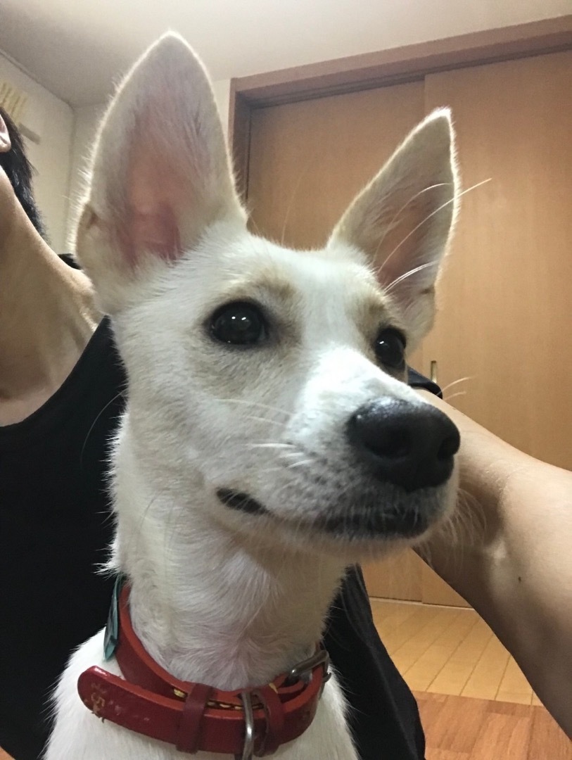 仔犬 つむぎ ハッピーにゃるわん