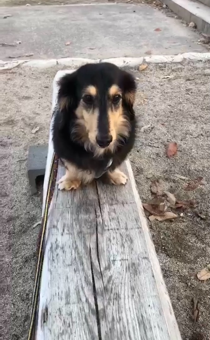 保護犬 かぼす ハッピーにゃるわん